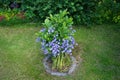 Triteleia laxa `Queen fabiola` bloom in June in the garden. Berlin, Germany Royalty Free Stock Photo