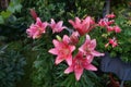 A vibrant yet delicate Asiatic lily, Lilium, pink at the end of flowering. Berlin, Germany