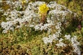 White Sedum album and yellow Sedum reflexum bloom in the garden in June. Berlin, Germany
