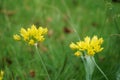 The yellow Allium moly blooms in the garden in June. Berlin, Germany Royalty Free Stock Photo