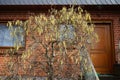 Blooming Corylus avellana `Contorta` in March. Marzahn-Hellersdorf, Berlin, Germany Royalty Free Stock Photo