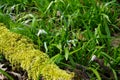 Galanthus, snowdrop, is a bulbous perennial plant of the Amaryllidaceae family that grows wild in the March forest. Berlin