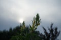 The magnificent Verbascum blooms with yellow flowers against the backdrop of the night sky and the moon. Berlin, Germany