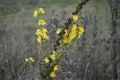 The magnificent Verbascum blooms with yellow flowers in November. Verbascum is a genus of flowering plants, common name mullein.