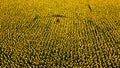Yellow luminous sunflower field with airplane shade