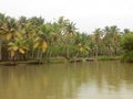 Palm trees on a river Royalty Free Stock Photo