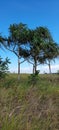 A magnificent view of the pandanas trees.