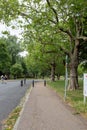 Magnificent walk path, large trees with stunning green leaves. Finsbury Park, London
