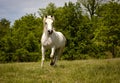 Magnificent white Arabian horse running in pasture Royalty Free Stock Photo