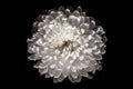 Magnificent white chrysanthemum on a black background.