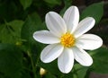 Magnificent white dahlia