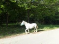 Magnificent white horse in a natural condition