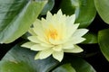 A magnificent white lily surrounded by bright and juicy greenery.