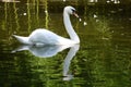 The magnificent white swan gracefully twists its neck floating on the water surface of the lake admiring its reflection