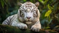 A magnificent white tiger in foerst