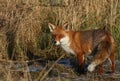 A magnificent wild hunting Red Fox, Vulpes vulpes, hunting for food to eat in a meadow on a cold frosty winters day in the UK. Royalty Free Stock Photo