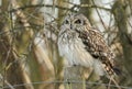 A magnificent wild hunting Short-eared Owl, Asio flammeus, perching on a fence post at the edge of grassland on a cold winters day Royalty Free Stock Photo