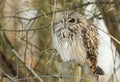 A magnificent wild hunting Short-eared Owl, Asio flammeus, perching on a fence post at the edge of grassland on a cold winters day Royalty Free Stock Photo