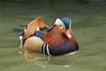 A magnificent wild male Mandarin Duck, Aix galericulata, swimming on a river in the UK. Royalty Free Stock Photo