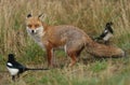 A magnificent wild Red Fox, Vulpes vulpes, hunting for food to eat in the long grass is startled by two Magpies