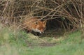 A magnificent wild Red Fox, Vulpes vulpes, emerging from its den at dusk to go hunting. Royalty Free Stock Photo