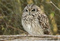 A magnificent wild Short-eared Owl, Asio flammeus, perching on branches in front of a wire fence at the edge of grassland on a col Royalty Free Stock Photo