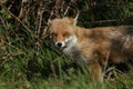 A magnificent wild vixen Red Fox, Vulpes vulpes, hunting in a meadow in spring.