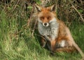 A magnificent wild vixen Red Fox, Vulpes vulpes, sitting in a field in spring.