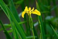 A Magnificent Yellow or Flag Iris - Iris Pseudacorus - Growing on the edge of a mere.