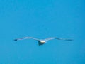 Magnificent yellow-legged gull Larus michahellis of behind in flight.looking towards Port-Saint-Louis-du-RhÃÂ´ne near the Royalty Free Stock Photo