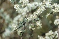 Magnificently blossoming blackthorn