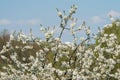 Magnificently blossoming cherry branches.