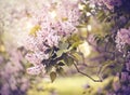 Magnificently blossoming lilac bushes