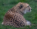 Magnificient Cheetah, Acinonyx jubatus, fastest land animal having rest