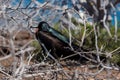 Magnificient Frigatebird Royalty Free Stock Photo