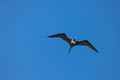 Magnificient frigatebird overview flying in blue caribbean sky