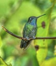 Magnificient hummingbird in Costa Rica Royalty Free Stock Photo