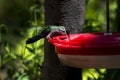 Magnificient Hummingbird Feeding Royalty Free Stock Photo