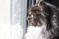 Cat window reflection Royalty Free Stock Photo