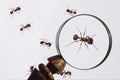 Magnified Ant Royalty Free Stock Photo