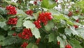 Magnified beautiful red fruits of viburnum. Viburnum berries. Red viburnum berries on a branch in the garden. Beautiful