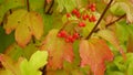 Magnified beautiful red fruits of viburnum. Viburnum berries. Red viburnum berries on a branch in the garden. Beautiful