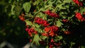 Magnified beautiful red fruits of viburnum. Viburnum berries. Red viburnum berries on a branch in the garden. Beautiful