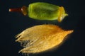 Magnified capsule and calyptra of a hair cap moss from Connecticut.