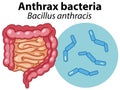 Magnified cells of Anthrax bacteria