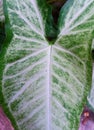 A magnified image of an ornamental plant