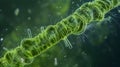 A magnified image of a single cyanobacteria cell showcasing its intricate spiralshaped chloroplasts and long thin Royalty Free Stock Photo