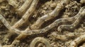 A magnified image of a soil sample with dozens of slender nematodes visible wriggling through the dirt. .