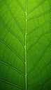 Magnified luminous green leaf, detailed vein structure texture, organic and ecological theme