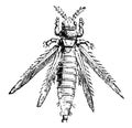 Magnified Thrips, vintage illustration